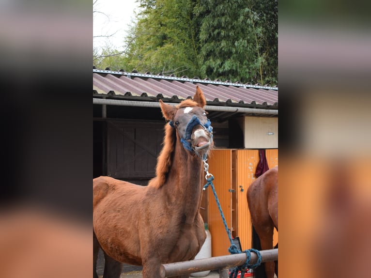 Indian Country Bred Hengst 1 Jaar 152 cm Donkere-vos in Bajna